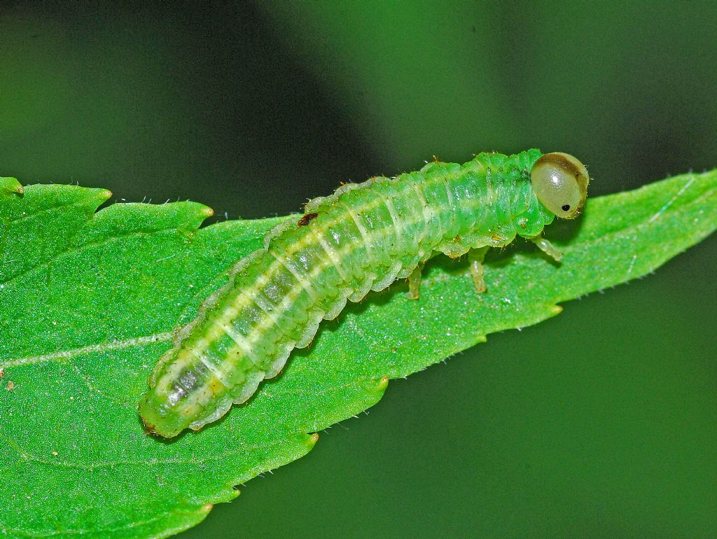 Un bruco verde con striscia scura sul capo